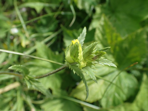 Rhinanthus (Rattles) (alternate view 7)