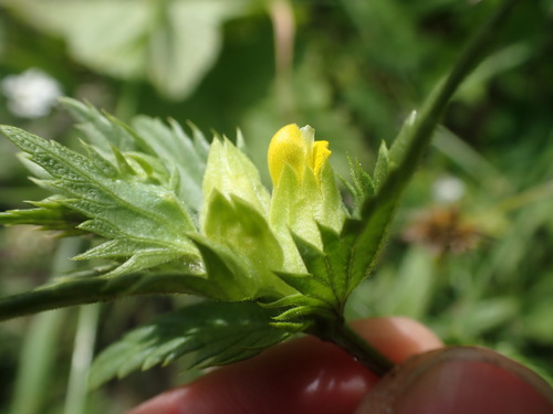 Rhinanthus (Rattles) (alternate view 6)