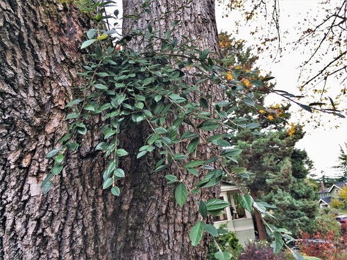 Cotoneaster coriaceus (Parney cotoneaster)