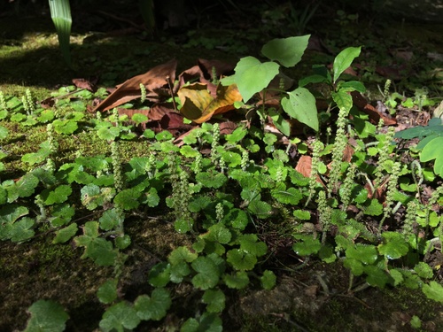 Hydrocotyle (water pennyworts) (alternate view 4)