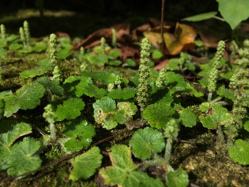Hydrocotyle (water pennyworts) (alternate view 5)