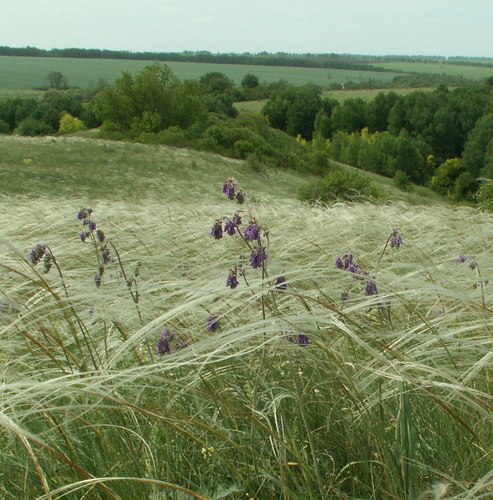 Salvia nutans (alternate view 2)