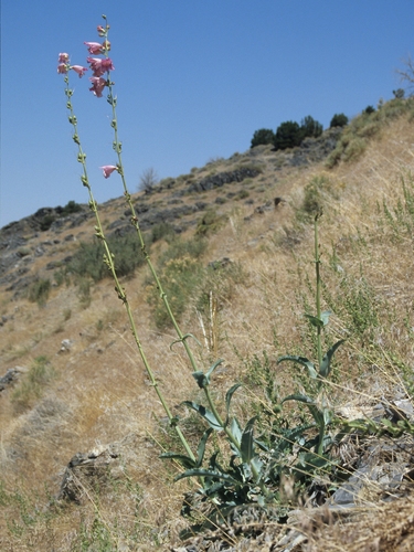 Penstemon palmeri (Palmer's penstemon) (alternate view 10)