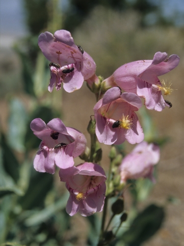 Penstemon palmeri (Palmer's penstemon) (alternate view 9)