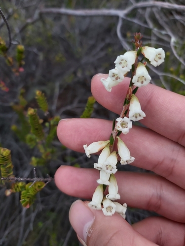 Epacris obtusifolia (blunt-leaf heath) (alternate view 8)