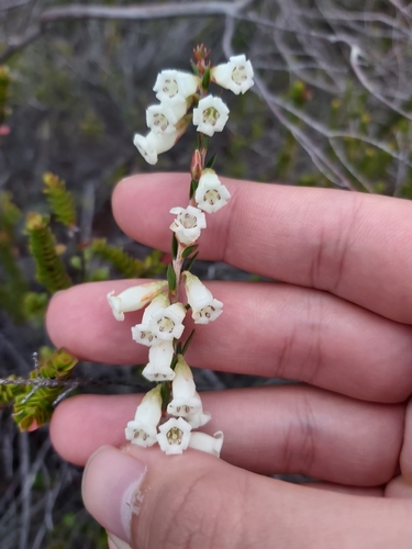 Epacris obtusifolia (blunt-leaf heath) (alternate view 9)