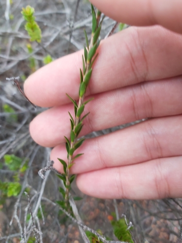 Epacris obtusifolia (blunt-leaf heath) (alternate view 10)