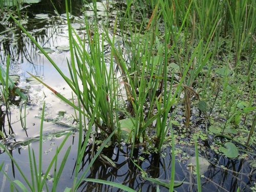 Glyceria maxima (reed meadowgrass)