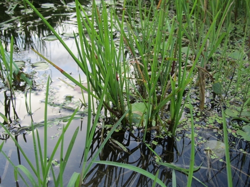 Glyceria maxima (reed meadowgrass)