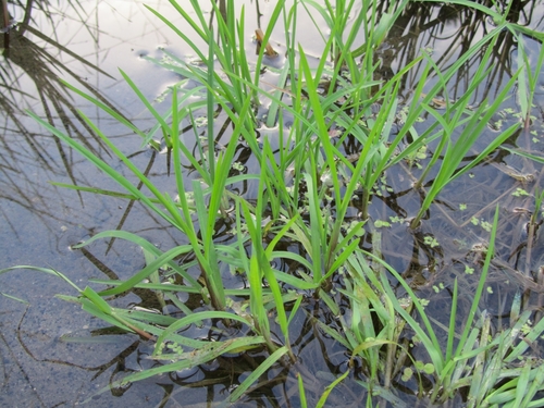 Glyceria maxima (reed meadowgrass)