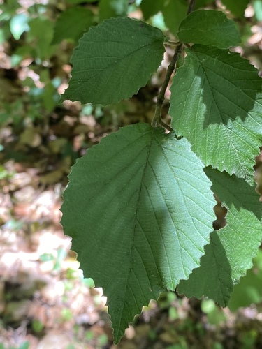 Viburnum dilatatum (linden viburnum) (alternate view 10)