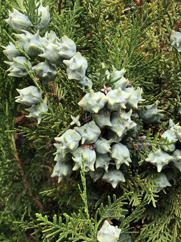 Platycladus orientalis (Oriental Arborvitae) (alternate view 6)