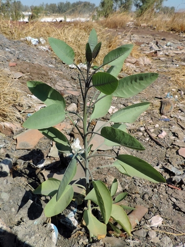 Nicotiana glauca (tree tobacco)