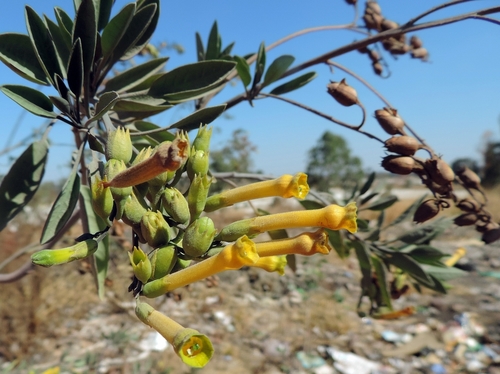 Nicotiana glauca (tree tobacco)
