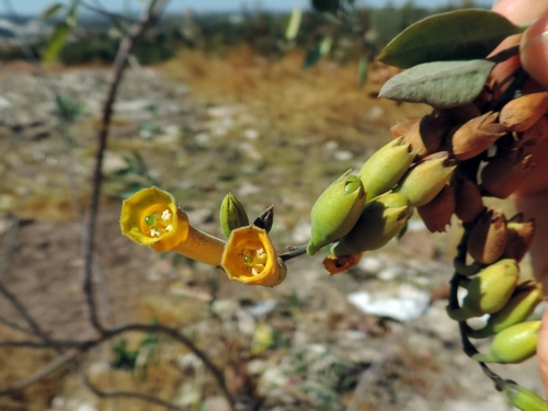 Nicotiana glauca (tree tobacco)