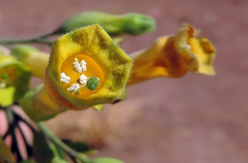 Nicotiana glauca (tree tobacco)