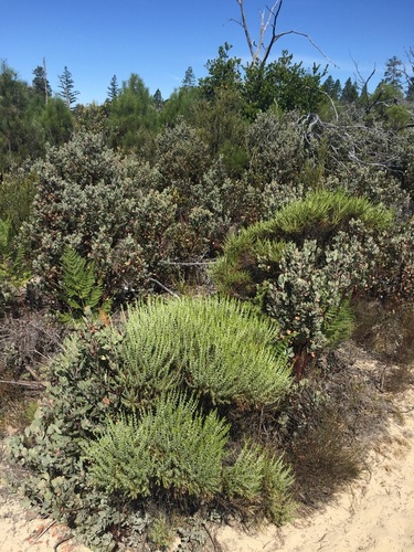 Ericameria ericoides (California Goldenbush) (alternate view 5)