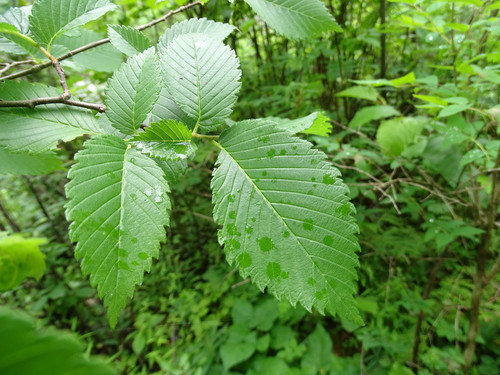 Ulmus americana (American Elm)