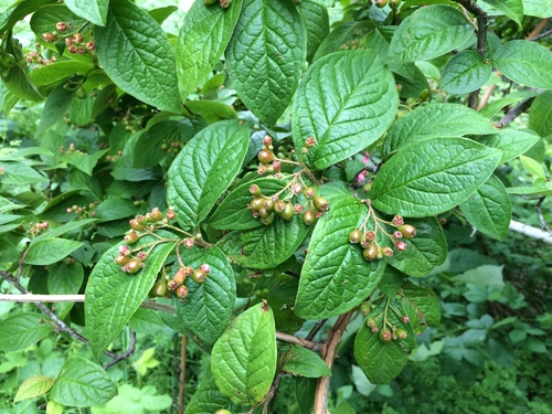 Cotoneaster rehderi (Bullate Cotoneaster)