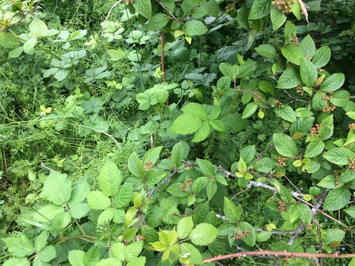 Cotoneaster rehderi (Bullate Cotoneaster)