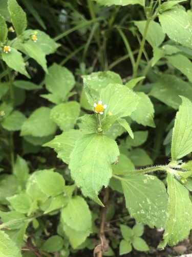 Galinsoga quadriradiata (shaggy soldier)