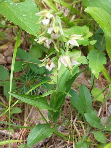 Epipactis helleborine (Broad-leaved helleborine)