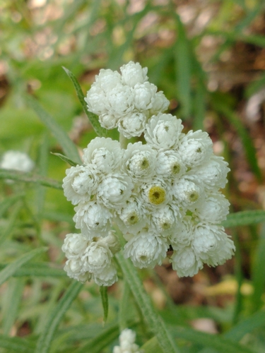 Anaphalis margaritacea (pearly everlasting) (alternate view 5)