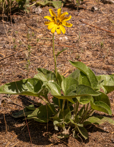 Balsamorhiza sagittata (arrowleaf balsamroot) (alternate view 3)