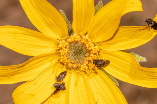 Balsamorhiza sagittata (arrowleaf balsamroot) (alternate view 4)