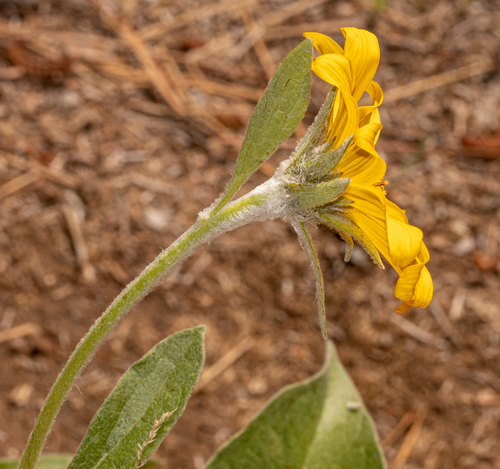 Balsamorhiza sagittata (arrowleaf balsamroot) (alternate view 5)