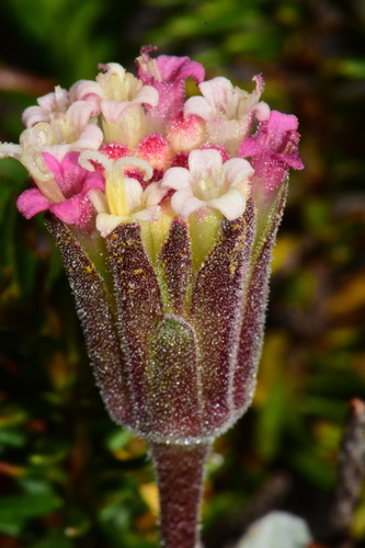 Chaenactis (pincushion plants) (alternate view 4)