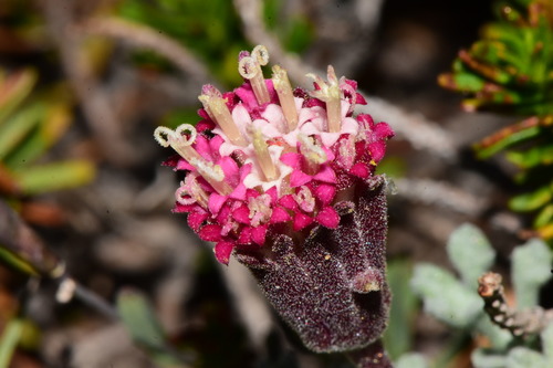 Chaenactis (pincushion plants) (alternate view 5)