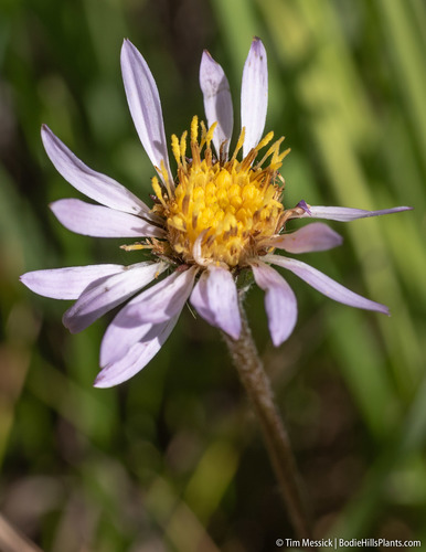 Oreostemma alpigenum (Alpine Aster) (alternate view 5)