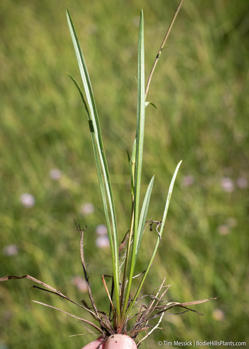 Oreostemma alpigenum (Alpine Aster) (alternate view 4)