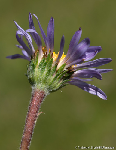 Oreostemma alpigenum (Alpine Aster) (alternate view 3)