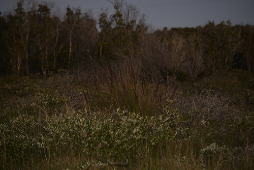 Gahnia sieberiana (Red-fruit Saw-sedge) (alternate view 3)