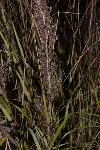 Gahnia sieberiana (Red-fruit Saw-sedge) (alternate view 4)