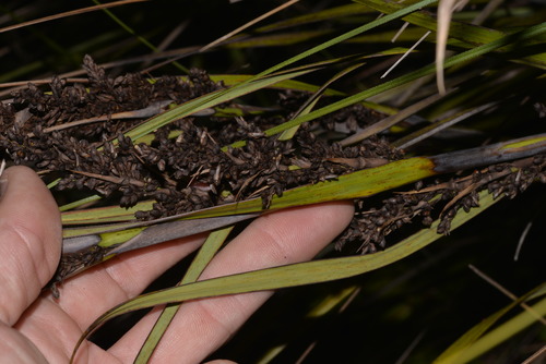 Gahnia sieberiana (Red-fruit Saw-sedge)