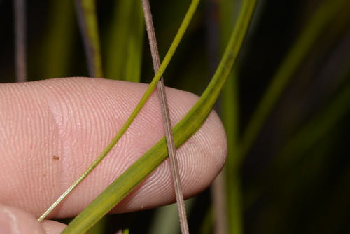 Gahnia sieberiana (Red-fruit Saw-sedge) (alternate view 2)