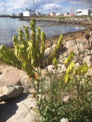Isatis tinctoria (alternate view 9)