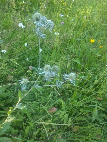 Eryngium planum (Blue Eryngo) (alternate view 2)