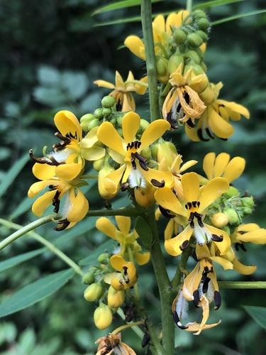 Senna hebecarpa (American senna) (alternate view 3)