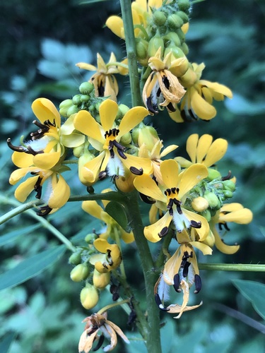 Senna hebecarpa (American senna) (alternate view 5)
