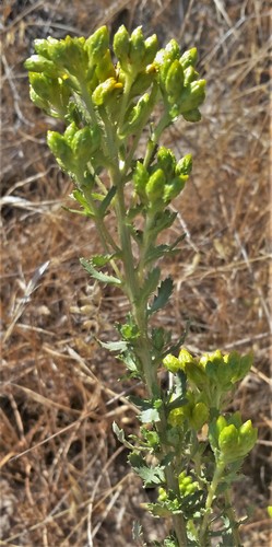 Isocoma menziesii (Coastal Goldenbush) (alternate view 7)