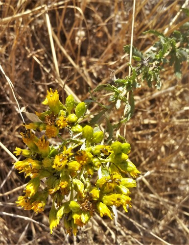 Isocoma menziesii (Coastal Goldenbush) (alternate view 8)