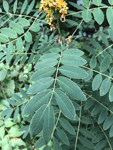 Senna hebecarpa (American senna) (alternate view 4)