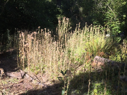 Cirsium (Plume Thistles) (alternate view 2)