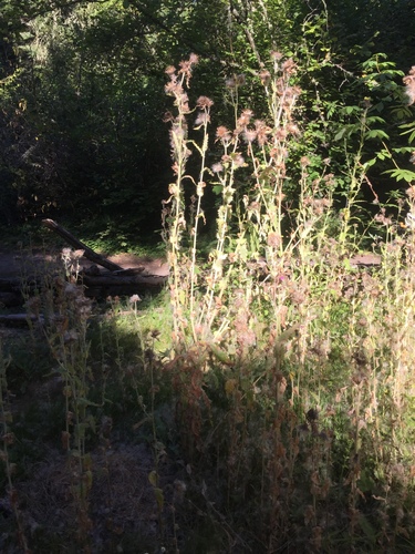 Cirsium (Plume Thistles) (alternate view 5)
