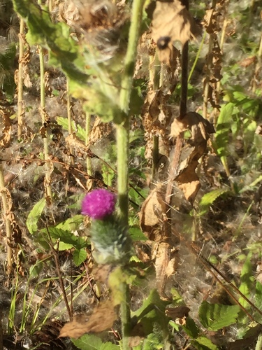 Cirsium (Plume Thistles) (alternate view 3)
