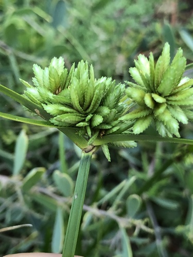 Cyperus eragrostis (tall flatsedge)